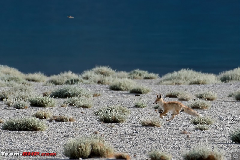 Birding Expedition to Leh-Ladakh-fox4.jpg