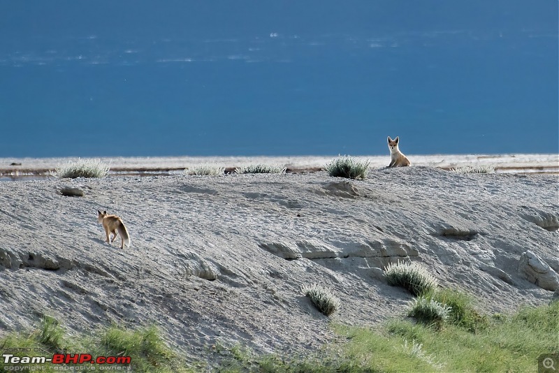 Birding Expedition to Leh-Ladakh-fox1.jpg