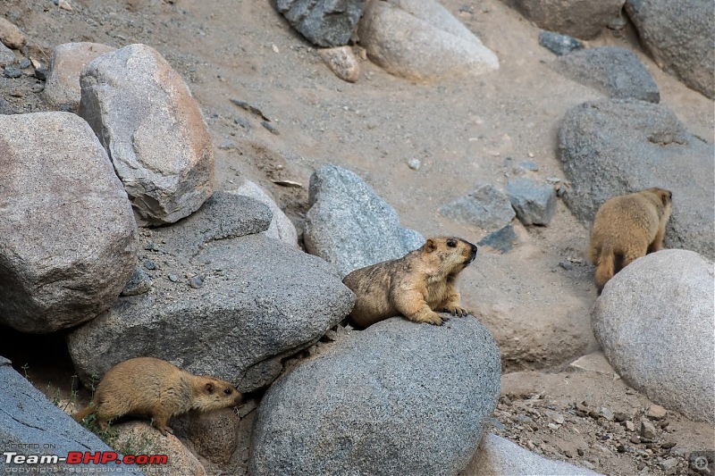 Birding Expedition to Leh-Ladakh-marm3.jpg