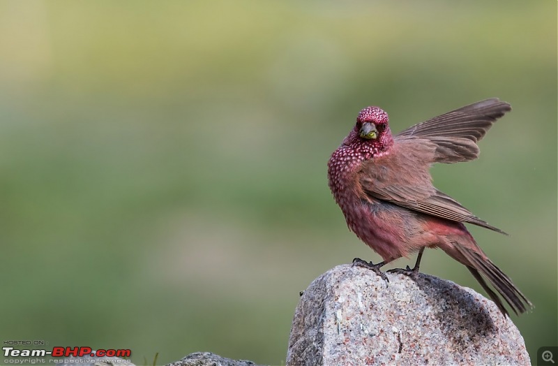 Birding Expedition to Leh-Ladakh-g_s_rose_2.jpg