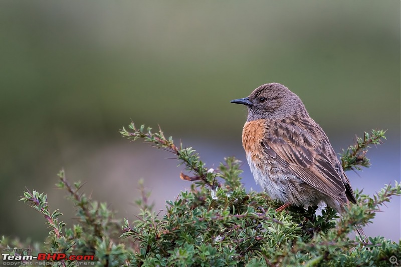 Birding Expedition to Leh-Ladakh-robin_acc.jpg