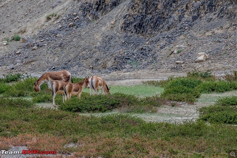 Birding Expedition to Leh-Ladakh-tib_wild_ass1.jpg