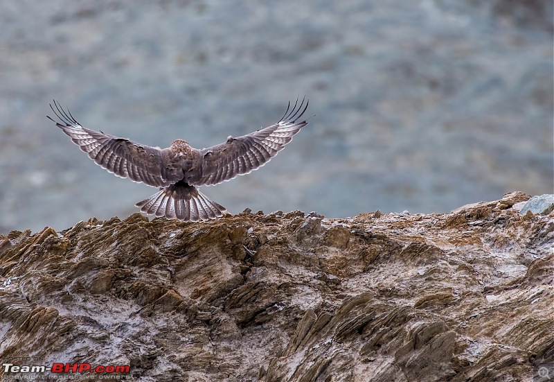 Birding Expedition to Leh-Ladakh-buz_fly4.jpg