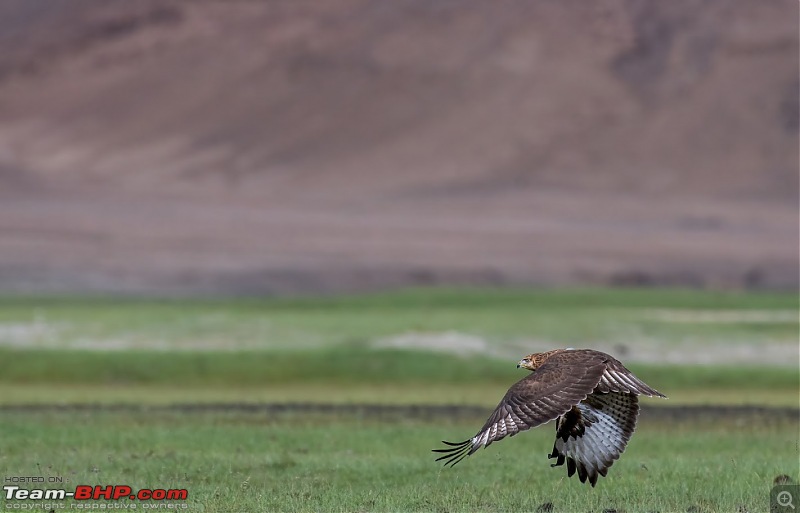 Birding Expedition to Leh-Ladakh-buz_fly2.jpg