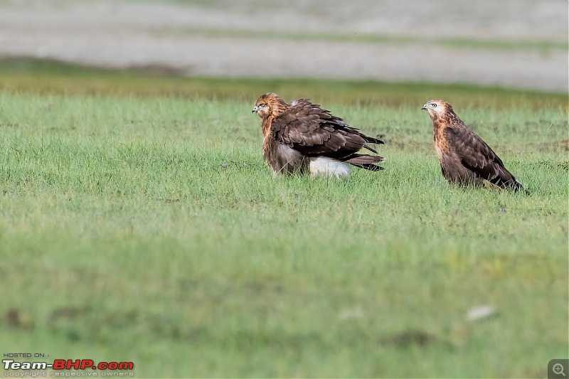 Birding Expedition to Leh-Ladakh-buz_3.jpg