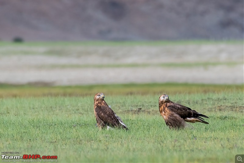 Birding Expedition to Leh-Ladakh-buz_0.jpg