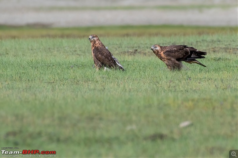 Birding Expedition to Leh-Ladakh-buz_1.jpg