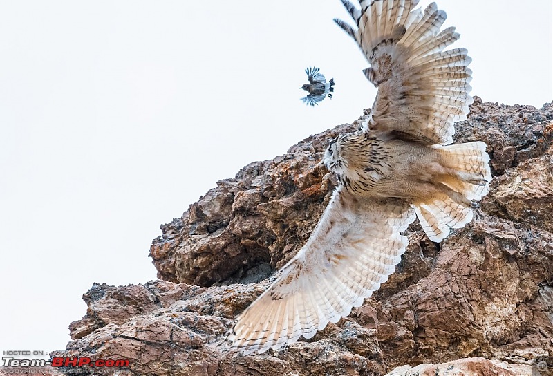 Birding Expedition to Leh-Ladakh-owlmom2.jpg