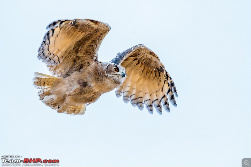 Birding Expedition to Leh-Ladakh-uowl12.jpg