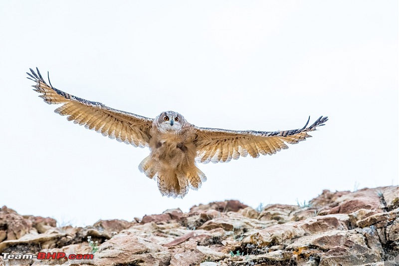 Birding Expedition to Leh-Ladakh-uowl8.jpg