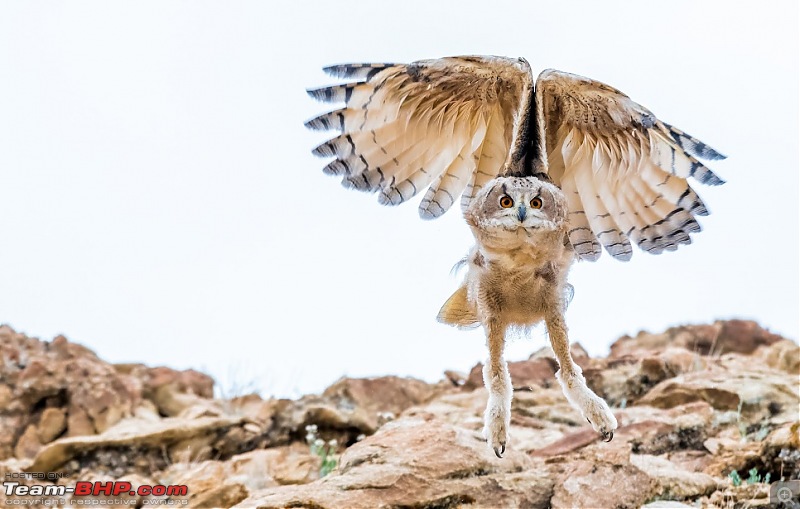 Birding Expedition to Leh-Ladakh-uowl7.jpg