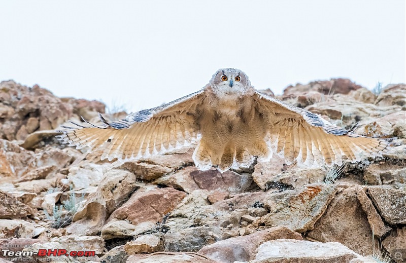 Birding Expedition to Leh-Ladakh-uowl6.jpg