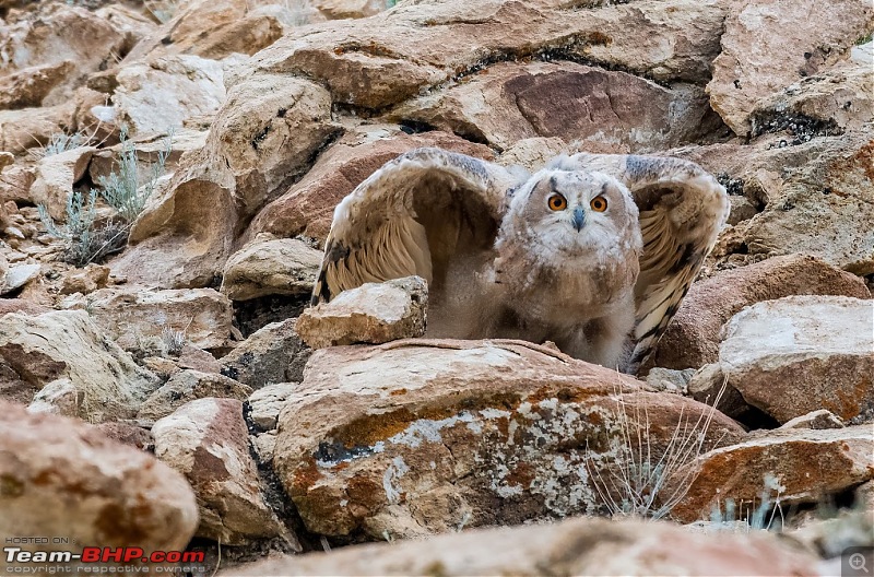 Birding Expedition to Leh-Ladakh-uowl4.jpg