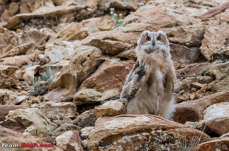 Birding Expedition to Leh-Ladakh-uaowl_2.jpg