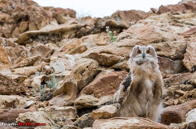 Birding Expedition to Leh-Ladakh-uowl3.jpg