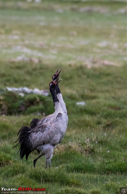 Birding Expedition to Leh-Ladakh-dance_2.jpg