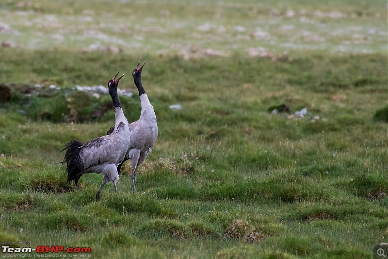 Birding Expedition to Leh-Ladakh-dance_1.jpg