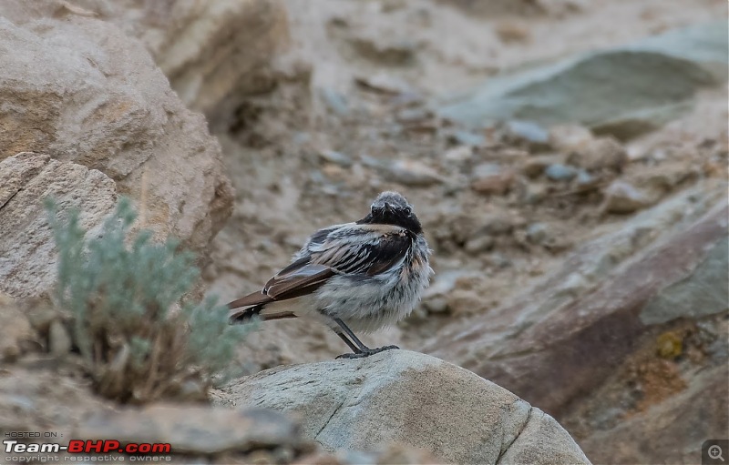 Birding Expedition to Leh-Ladakh-desert_whe.jpg