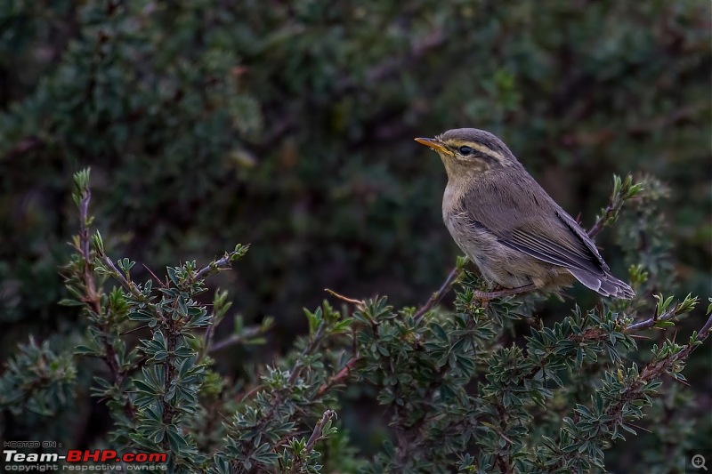 Birding Expedition to Leh-Ladakh-tick_lf_w.jpg