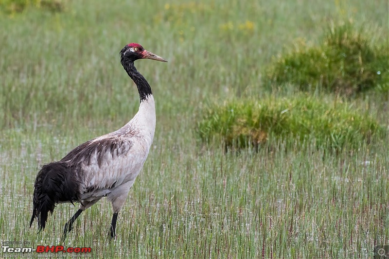 Birding Expedition to Leh-Ladakh-crane_4.jpg