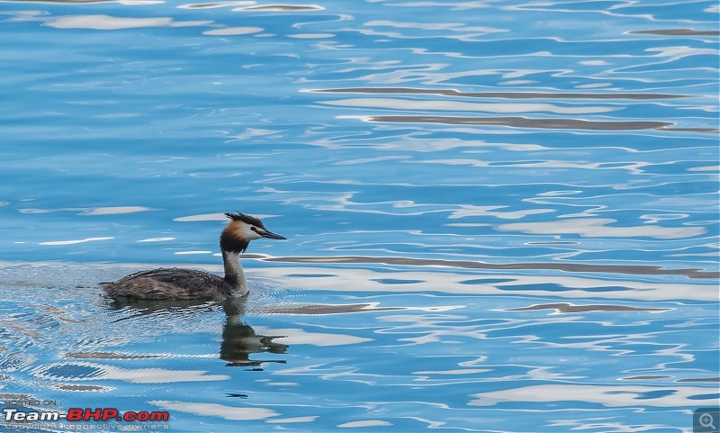 Birding Expedition to Leh-Ladakh-gcg_5.jpg