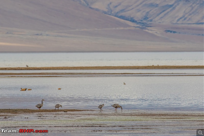 Birding Expedition to Leh-Ladakh-tsmo3.jpg