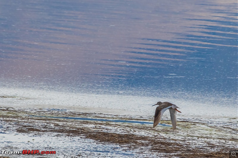 Birding Expedition to Leh-Ladakh-redskank.jpg