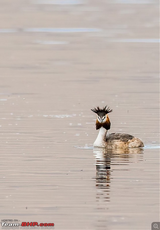 Birding Expedition to Leh-Ladakh-gcg3.jpg