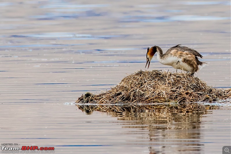 Birding Expedition to Leh-Ladakh-gcg1.jpg