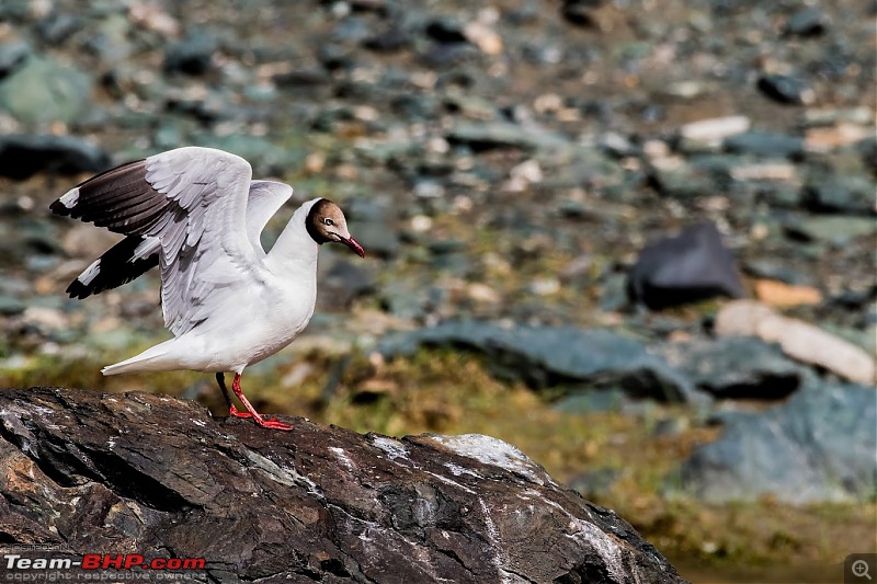 Birding Expedition to Leh-Ladakh-gull_b.jpg