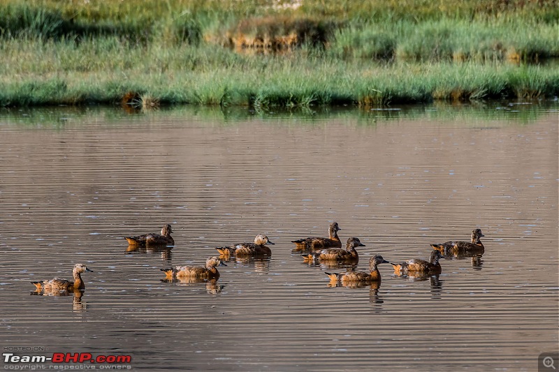 Birding Expedition to Leh-Ladakh-brahm_2.jpg