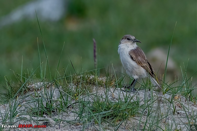 Birding Expedition to Leh-Ladakh-hume2.jpg