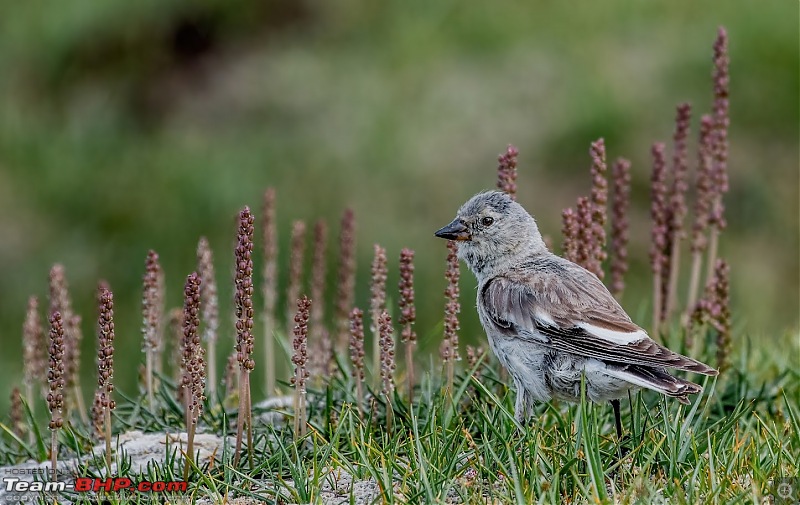 Birding Expedition to Leh-Ladakh-bmf.jpg