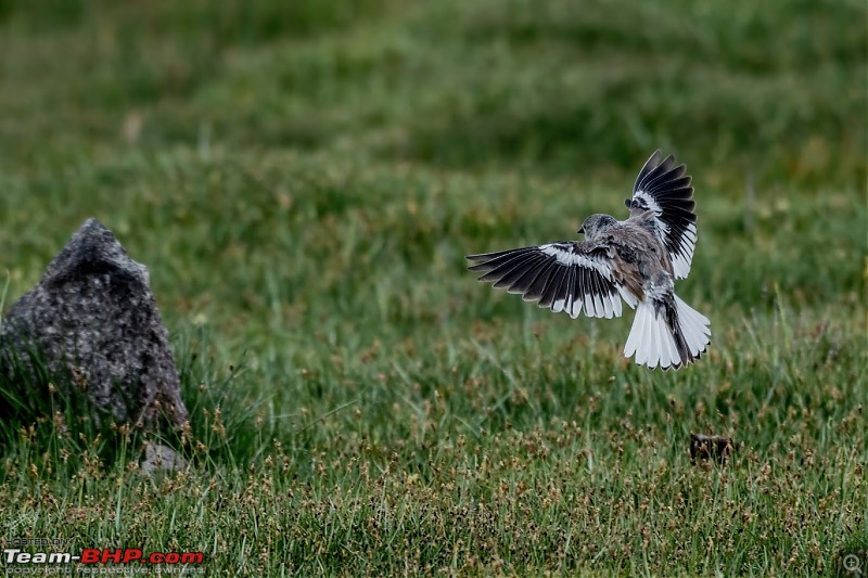 Birding Expedition to Leh-Ladakh-bmf3.jpg