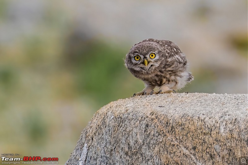 Birding Expedition to Leh-Ladakh-owl4.jpg