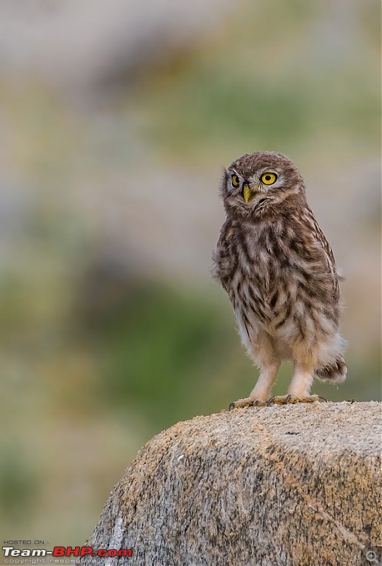 Birding Expedition to Leh-Ladakh-owl3.jpg
