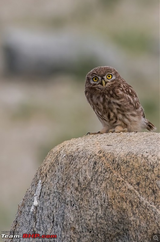 Birding Expedition to Leh-Ladakh-owl1.jpg
