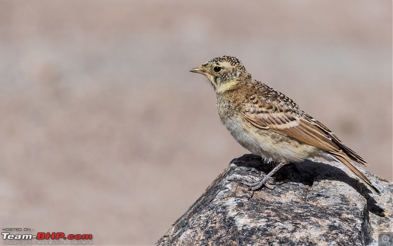 Birding Expedition to Leh-Ladakh-sl.jpg