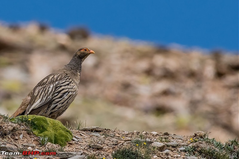 Birding Expedition to Leh-Ladakh-ibs3.jpg