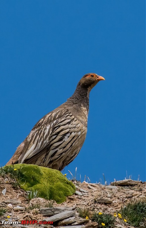 Birding Expedition to Leh-Ladakh-tibs2.jpg