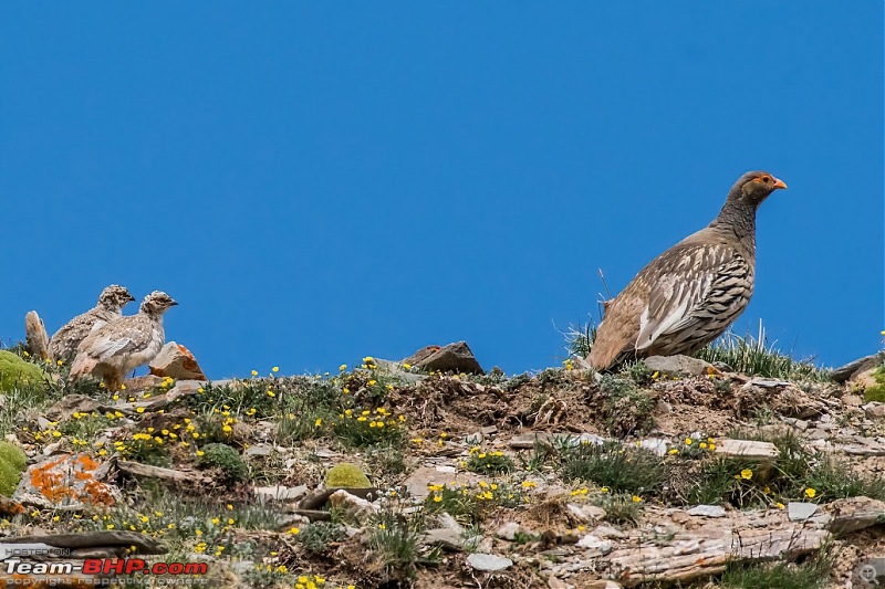 Birding Expedition to Leh-Ladakh-tibsn1.jpg