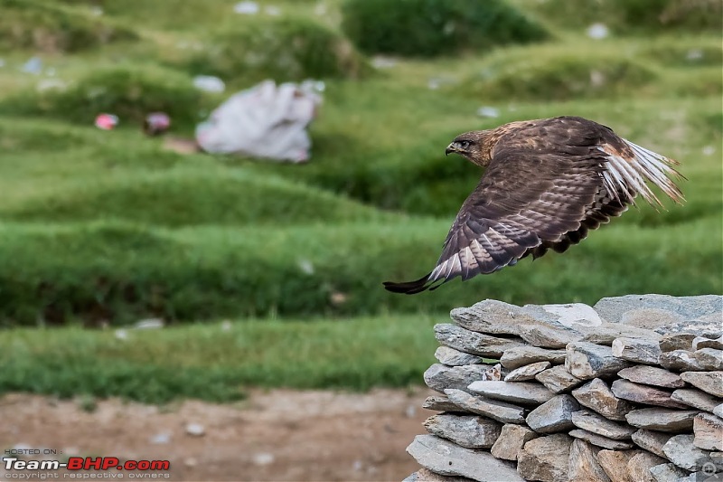 Birding Expedition to Leh-Ladakh-up2.jpg