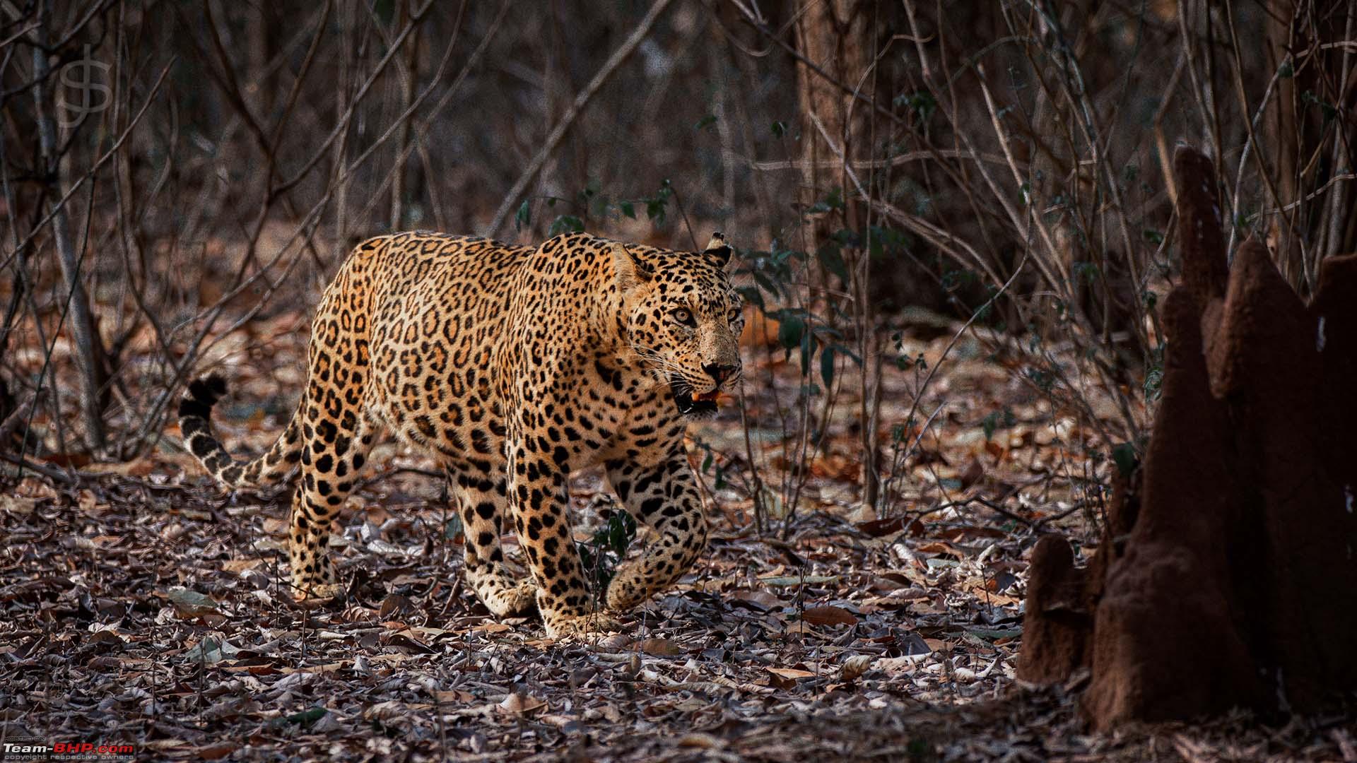 Kabini - My favourite images - Team-BHP