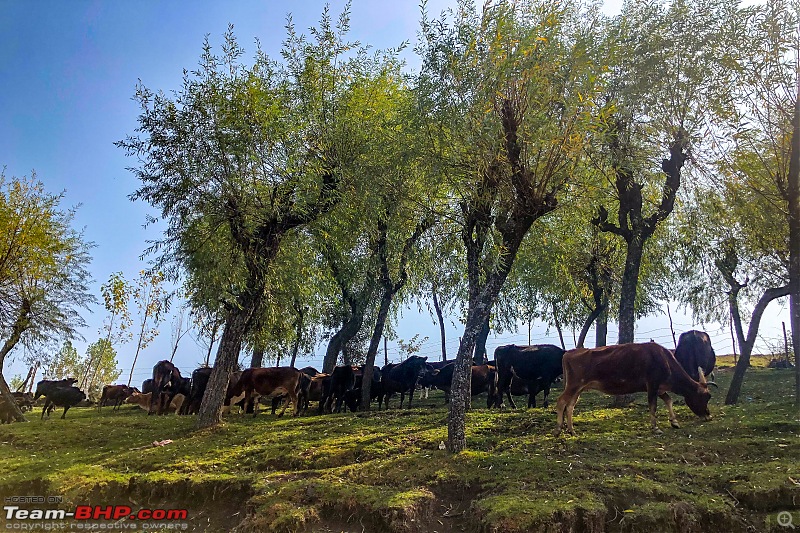 FALL in love with Kashmir | A 5500 km Innova Crysta venture from Kolkata-03.-cows-meadow.jpg