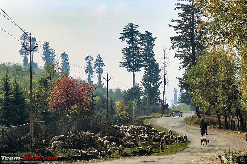 FALL in love with Kashmir | A 5500 km Innova Crysta venture from Kolkata-06.-sheep.jpg