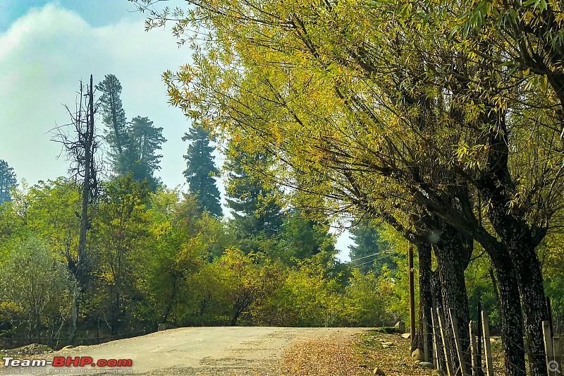 FALL in love with Kashmir | A 5500 km Innova Crysta venture from Kolkata-07.2-road-tree.jpg