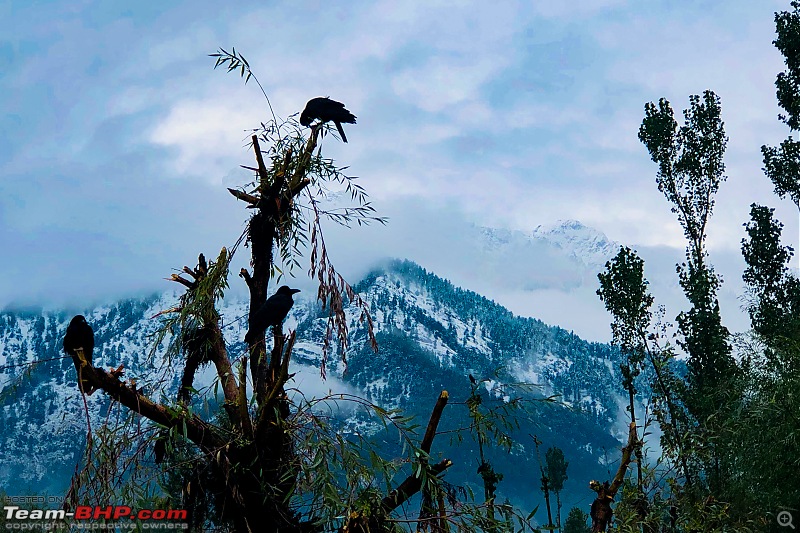 FALL in love with Kashmir | A 5500 km Innova Crysta venture from Kolkata-18.-tree-crow-terrace.jpg
