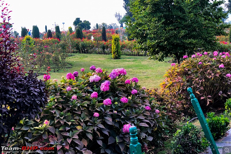 FALL in love with Kashmir | A 5500 km Innova Crysta venture from Kolkata-37.3-flowers-pink.jpg
