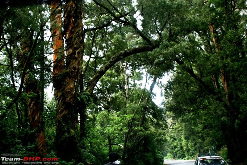 An incredible road trip to Velankanni, Kodaikanal and Ooty-road-ooty_through-dense-forest.jpg