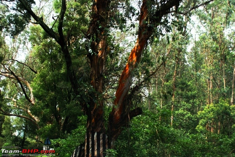 An incredible road trip to Velankanni, Kodaikanal and Ooty-c-dense-forests.jpg